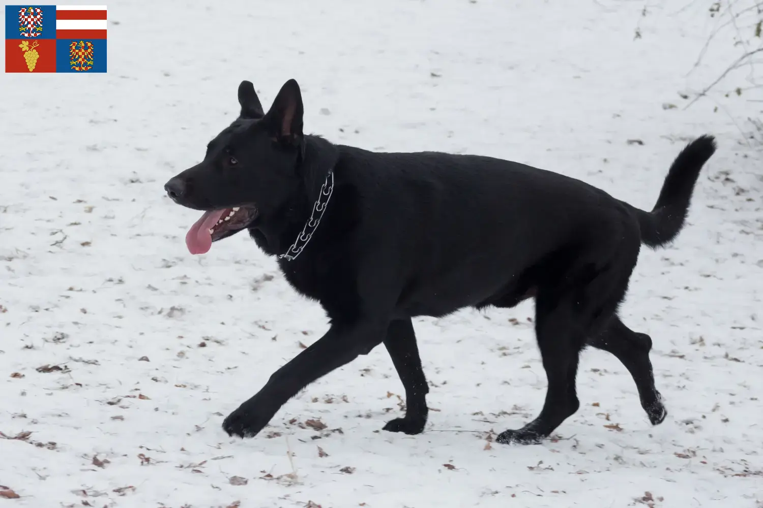 Přečtete si více ze článku Chovatelé východoevropských ovčáků a štěňat na jižní Moravě