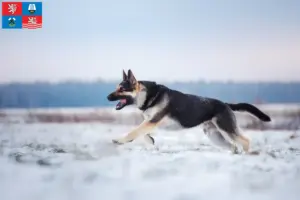 Přečtete si více ze článku Chovatel východoevropských ovčáků a štěňat v Karlových Varech
