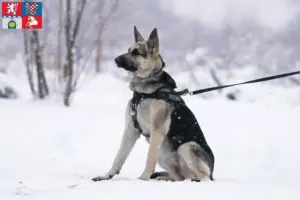 Přečtete si více ze článku Chovatelé východoevropských ovčáků a štěňat v Pardubicích