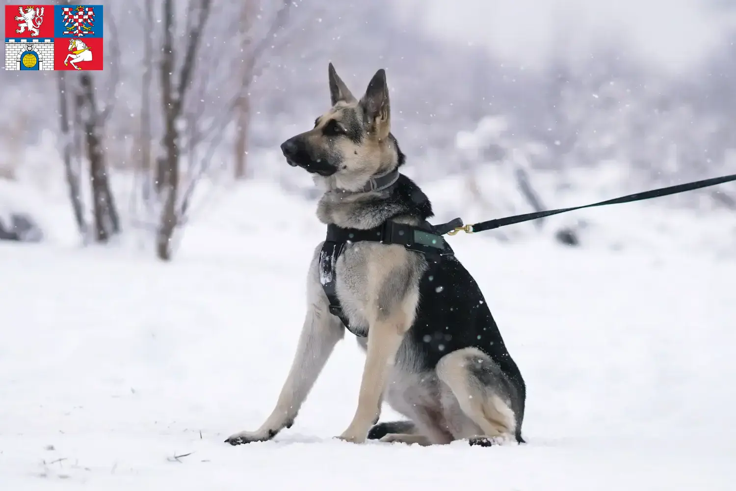 Přečtete si více ze článku Chovatelé východoevropských ovčáků a štěňat v Pardubicích
