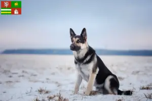 Přečtete si více ze článku Chovatel východoevropských ovčáků a štěňat v Plzni