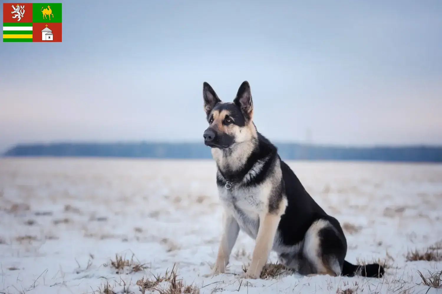 Přečtete si více ze článku Chovatel východoevropských ovčáků a štěňat v Plzni