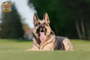 Přečtete si více ze článku Chovatelé východoevropských ovčáků a štěňat v Praze