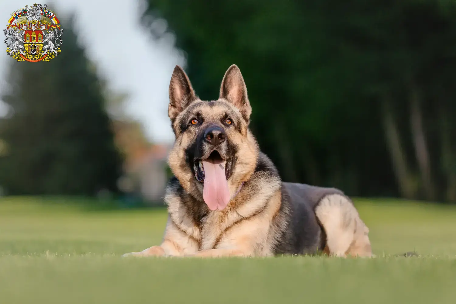 Přečtete si více ze článku Chovatelé východoevropských ovčáků a štěňat v Praze