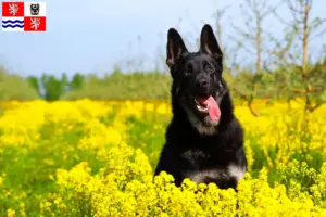 Přečtete si více ze článku Chovatel východoevropských ovčáků a štěňat ve Středočeském kraji