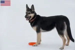 Přečtete si více ze článku Chovatelé východoevropských ovčáků a štěňat v USA