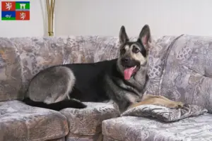 Přečtete si více ze článku Chovatelé východoevropských ovčáků a štěňat v Ústí nad Labem