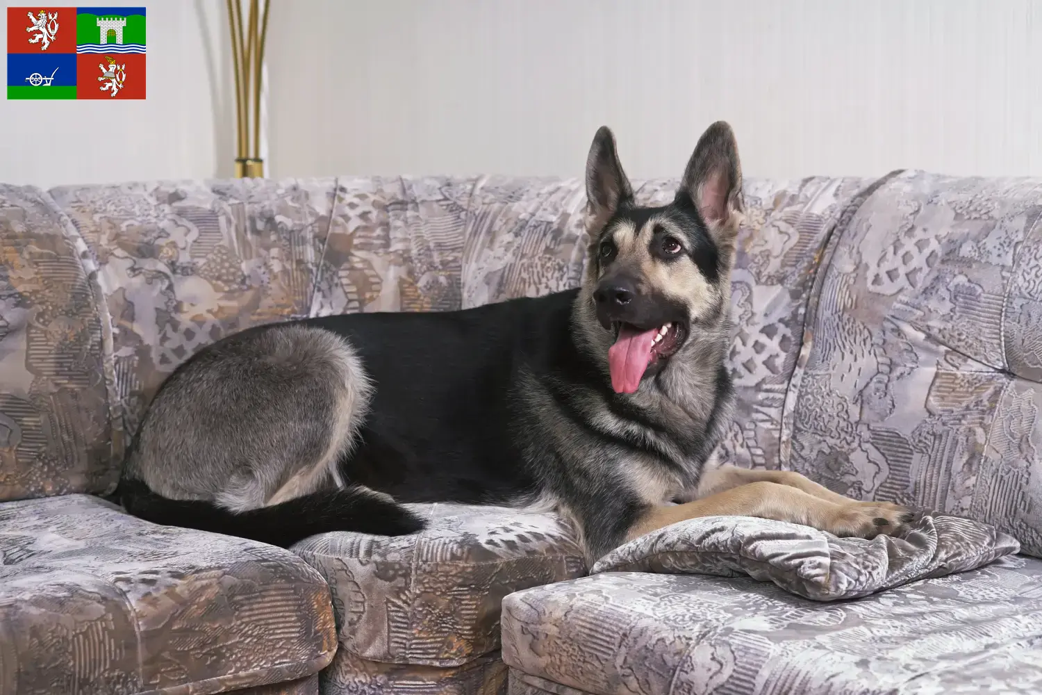 Přečtete si více ze článku Chovatelé východoevropských ovčáků a štěňat v Ústí nad Labem