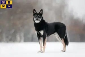 Přečtete si více ze článku Chovatelé východoevropských ovčáků a štěňat ve Zlíně