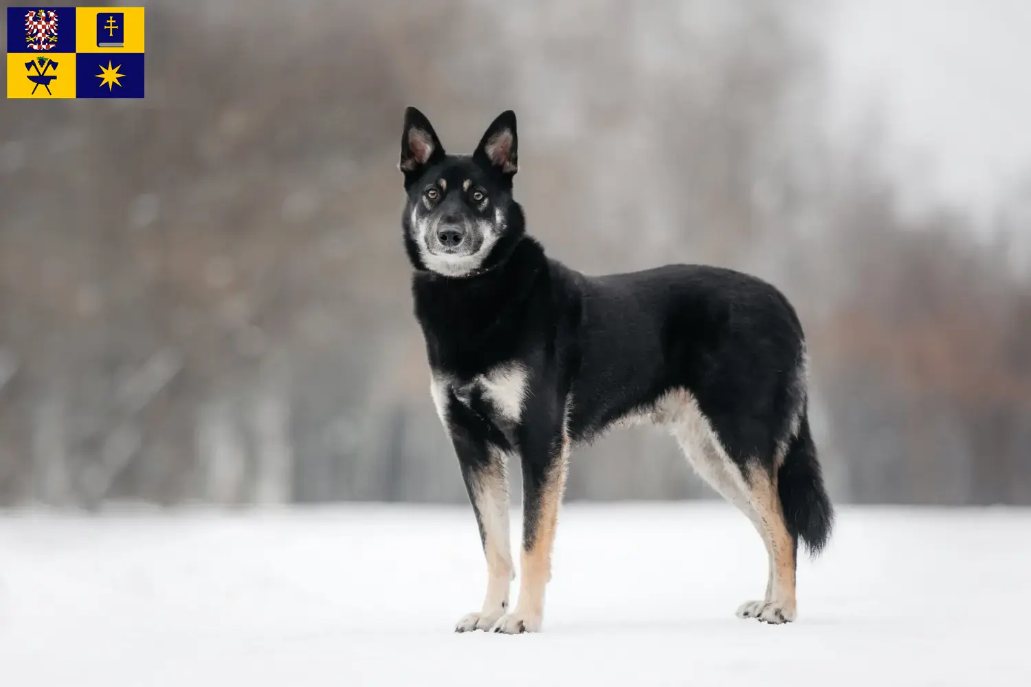 Přečtete si více ze článku Chovatelé východoevropských ovčáků a štěňat ve Zlíně