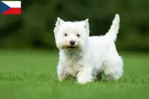 Přečtete si více ze článku Chovatelé westíků a štěňat v České republice