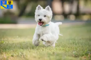 Přečtete si více ze článku Chovatelé westíků a štěňat v Olomouci