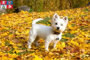 Přečtete si více ze článku Chovatelé westíků a štěňat v Pardubicích