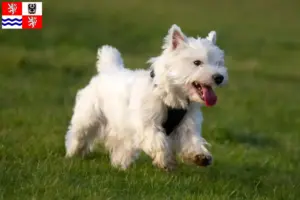 Přečtete si více ze článku Chovatelé westíků a štěňat ve Středočeském kraji