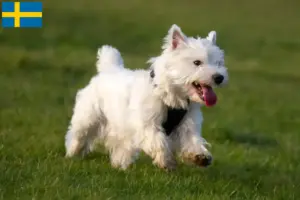 Přečtete si více ze článku Chovatelé westíků a štěňat ve Švédsku