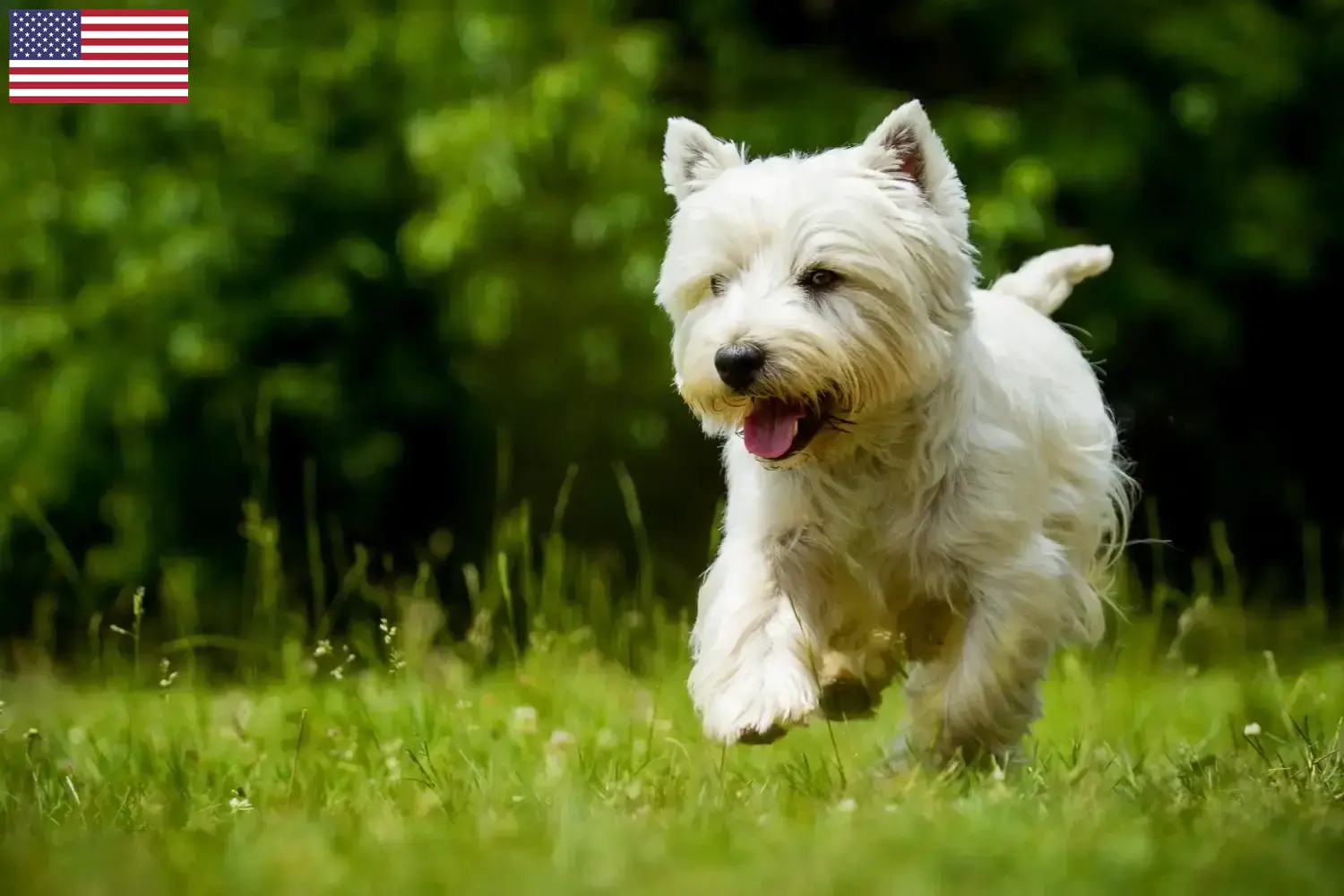 Přečtete si více ze článku Chovatelé westíků a štěňat v USA