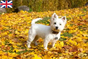 Přečtete si více ze článku Chovatelé westíků a štěňat ve Velké Británii