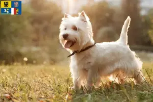 Přečtete si více ze článku Chovatelé westíků a štěňat v Moravskoslezském kraji