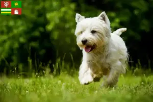 Přečtete si více ze článku Chovatelé westíků a štěňat v Plzni