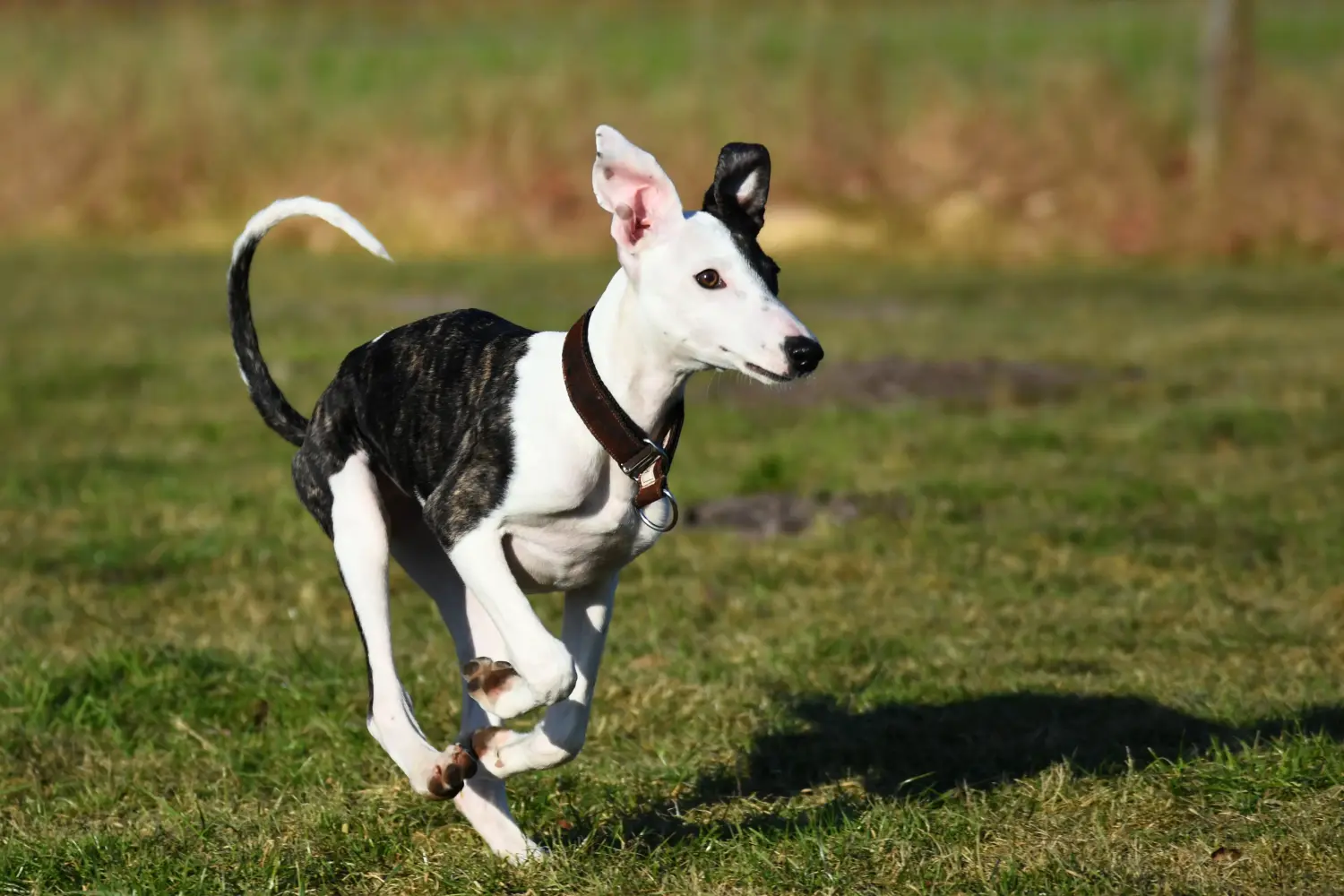 Koupit si štěně whippeta znamená převzít odpovědnost! Prodám štěňata whippetů.