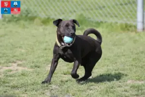 Přečtete si více ze článku Chovatelé patterdale teriérů a štěňat v Karlových Varech