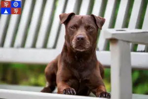 Přečtete si více ze článku Chovatelé patterdale teriérů a štěňat v Liberci