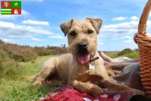 Přečtete si více ze článku Chovatelé patterdale teriérů a štěňat v Plzni