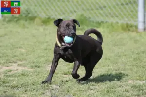 Přečtete si více ze článku Chovatelé patterdale teriérů a štěňat v Ústí