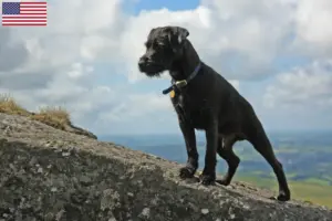 Přečtete si více ze článku Chovatelé patterdale teriérů a štěňat v USA