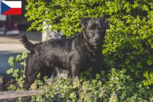 Přečtete si více ze článku Chovatelé patterdale teriérů a štěňat v České republice