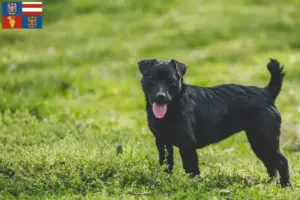 Přečtete si více ze článku Chovatelé patterdale teriérů a štěňat na jižní Moravě