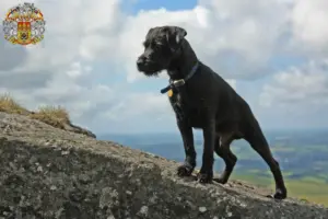 Přečtete si více ze článku Chovatelé patterdale teriérů a štěňat v Praze